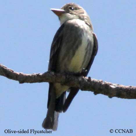 Birds of North America