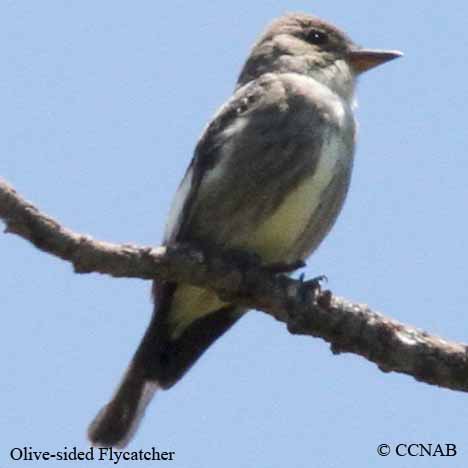 Birds of North America