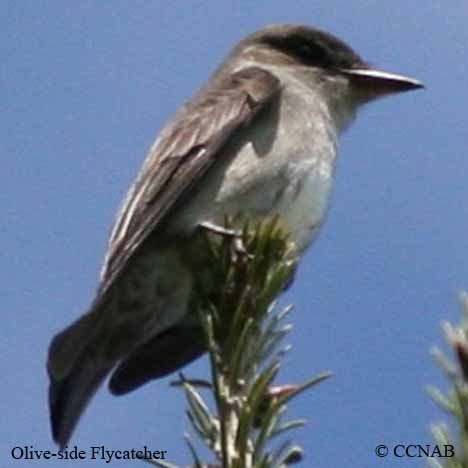 Birds of North America