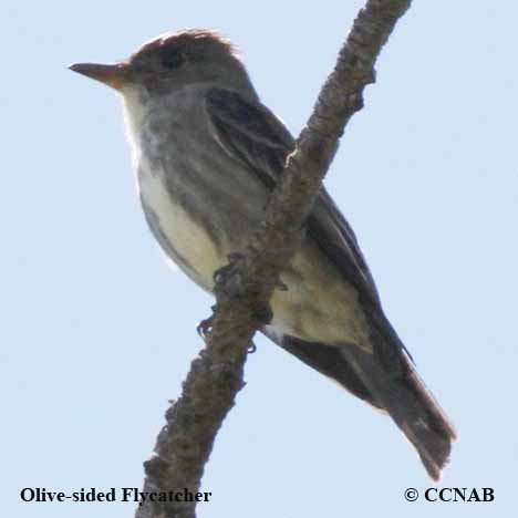 Birds of North America