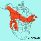 Olive-sided Flycatcher range map