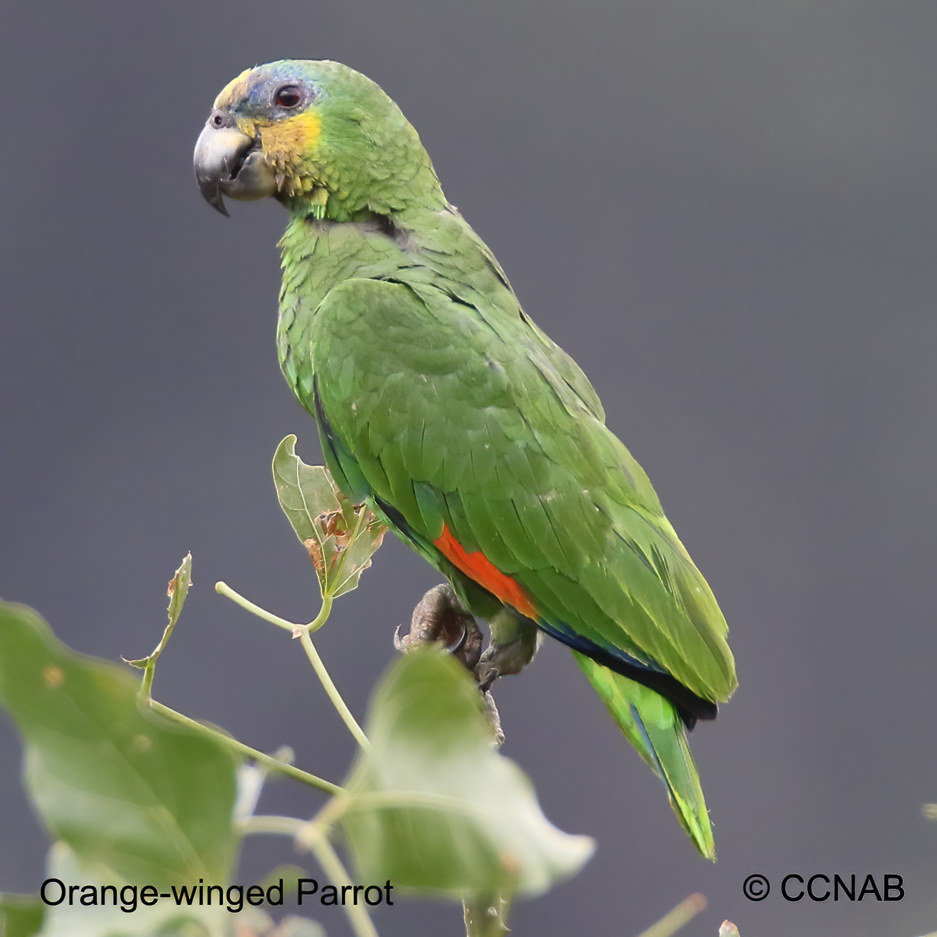 Birds of North America