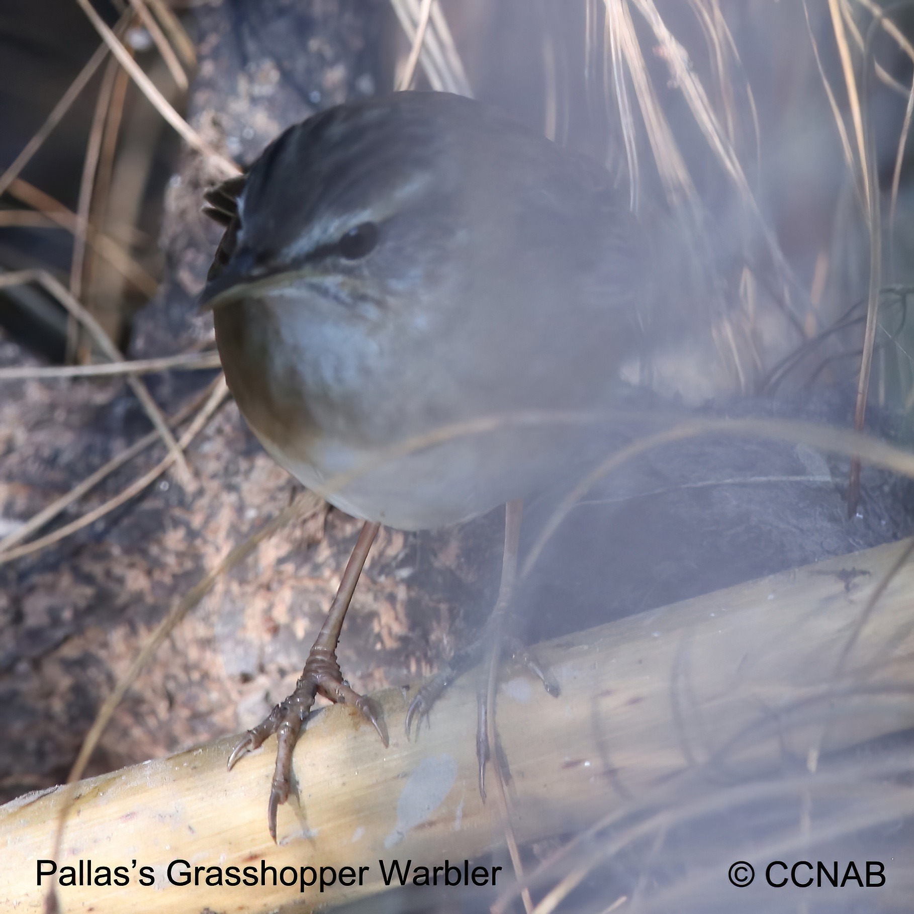 Birds of North America