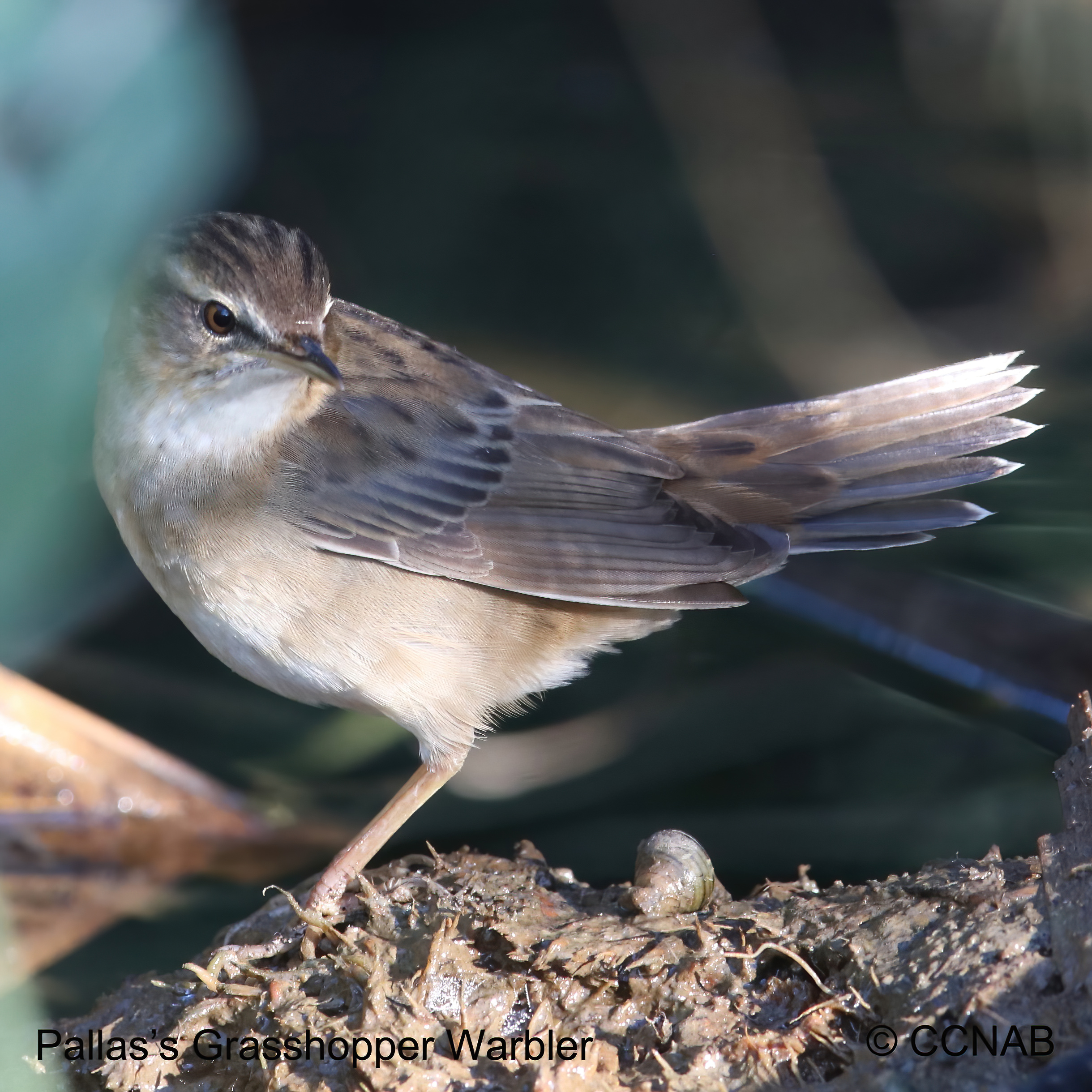 Birds of North America