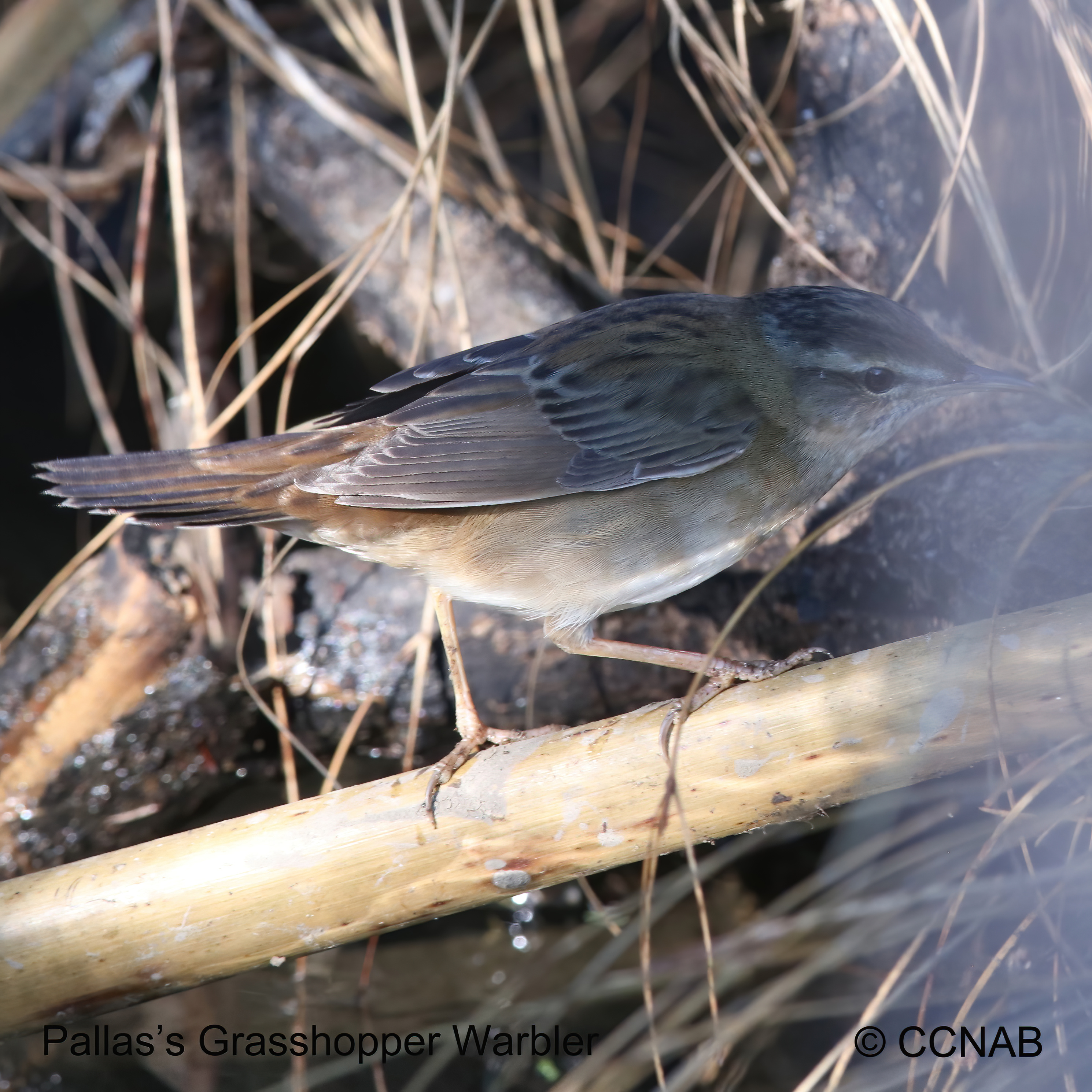 Birds of North America