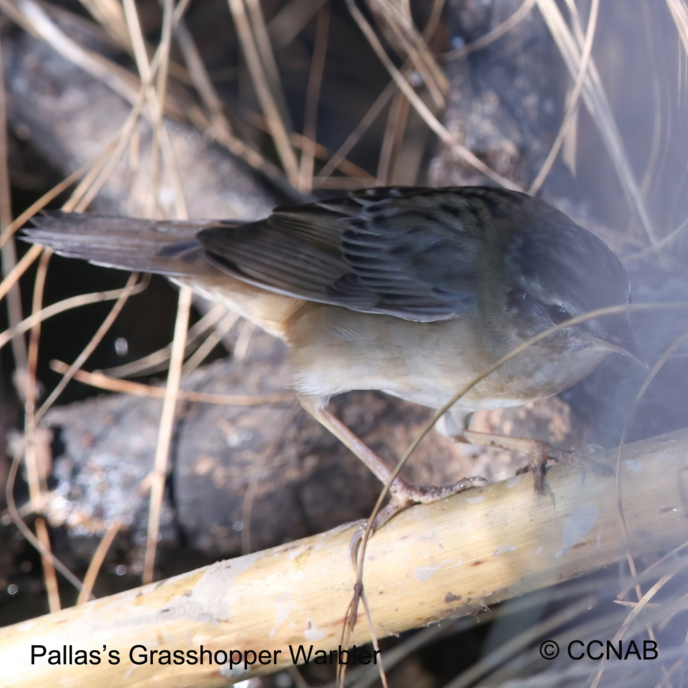 Birds of North America