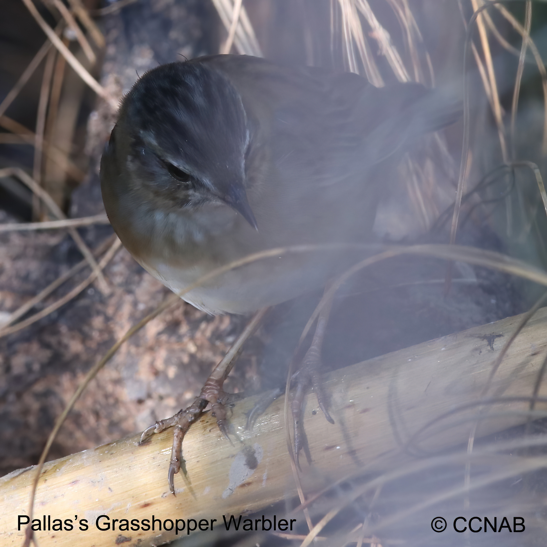 Birds of North America