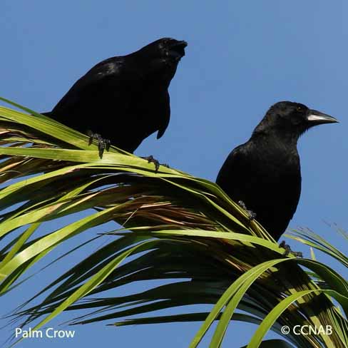 Palm Crow | Birds of Cuba | Cuban Birds