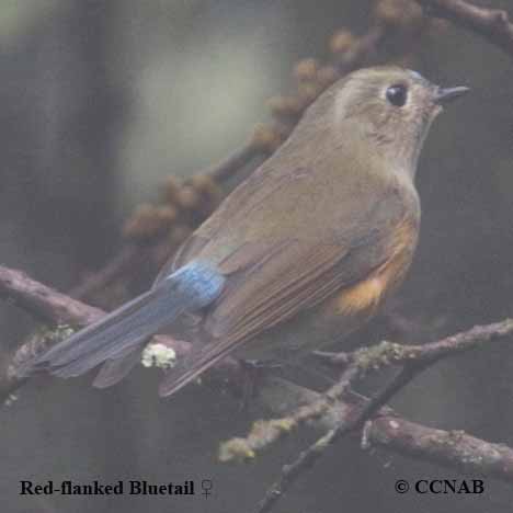 Red-flanked bluetail - Facts, Diet, Habitat & Pictures on