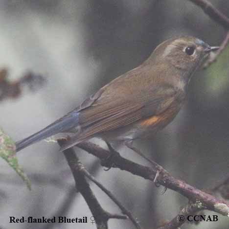 Red-flanked Bluetail Bird Facts (Tarsiger cyanurus)