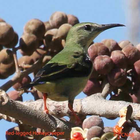 Birds of North America