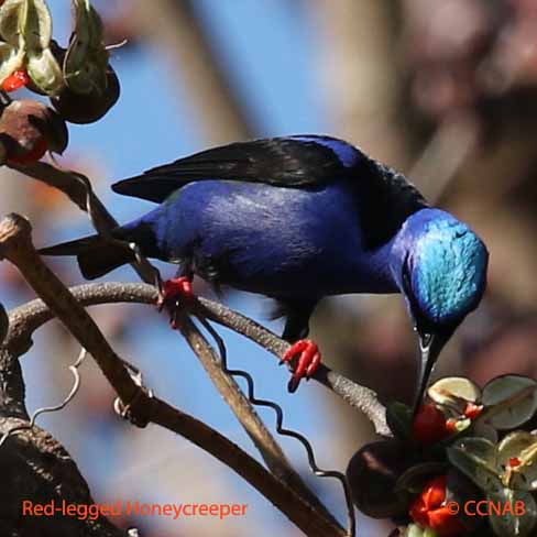 Birds of North America