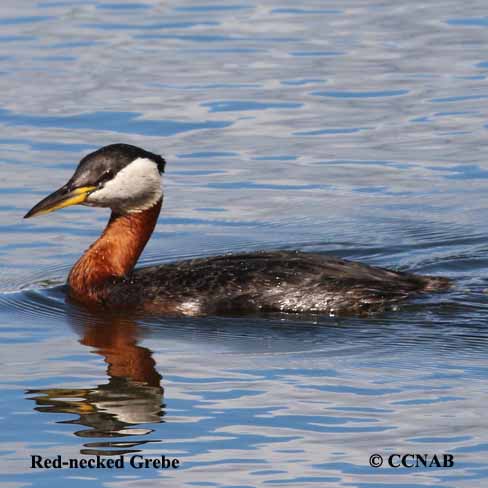 Red-necked Grebe (Podiceps Grisegena) - North American Birds - Birds Of ...