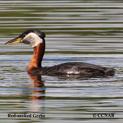 Red-necked Grebe (Podiceps Grisegena) - North American Birds - Birds Of ...