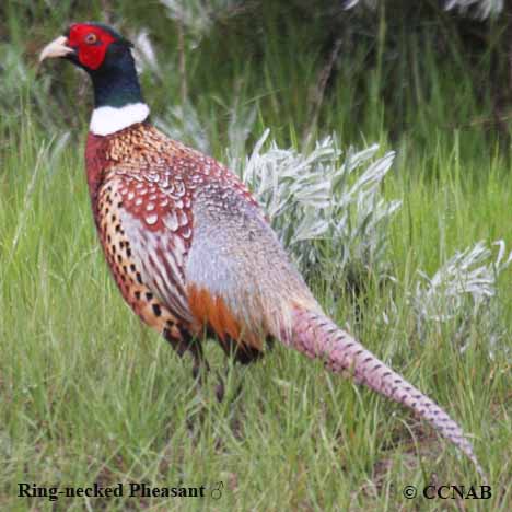 Ring-necked Pheasant Overview, All About Birds, Cornell Lab of Ornithology