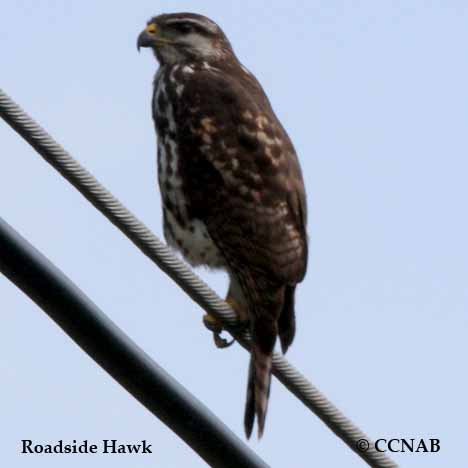 Roadside Hawk | Roadside Hawk pictures | Hawks of North America | Birds