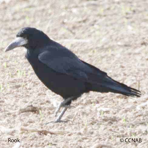 Rook, Bird Identification Guide