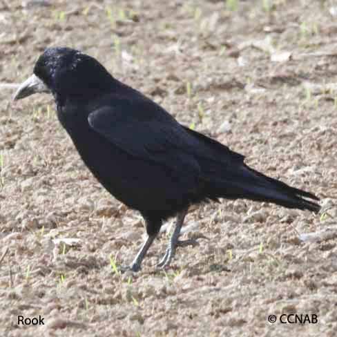 Rook Bird Facts (Corvus frugilegus)