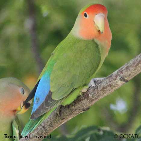 Rosy-faced Lovebird | North American Birds | Birds of North America