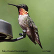 Ruby-throated Hummingbird songs and calls