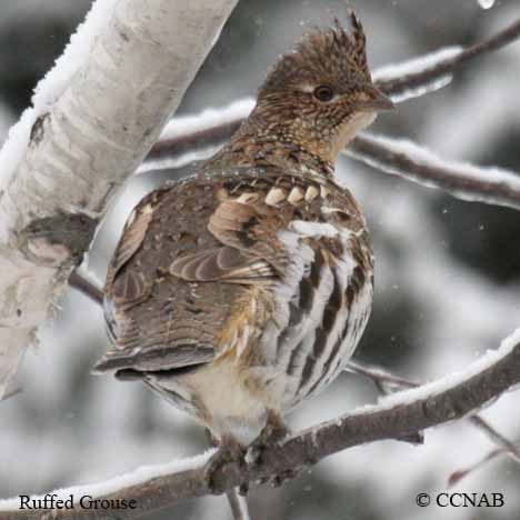 Birds of North America