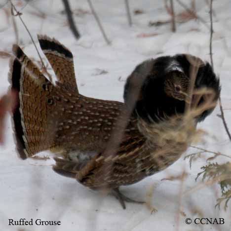 Birds of North America