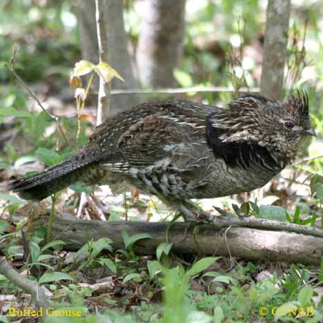 Birds of North America