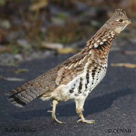 North American Grouse