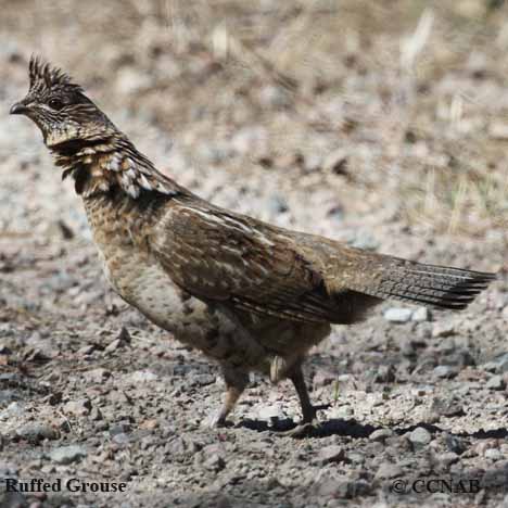 Ruffed Grouse