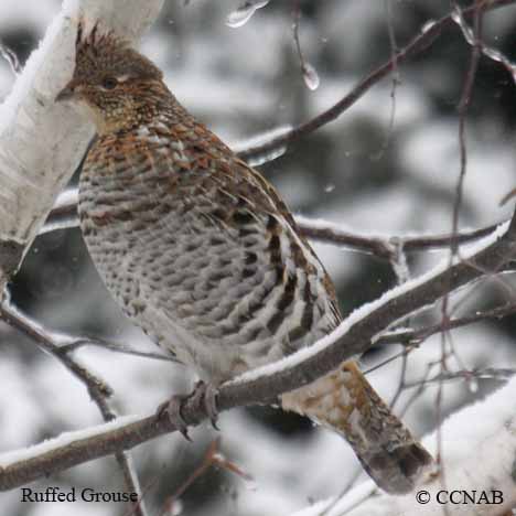 Birds of North America