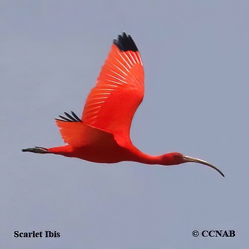 Scarlet Ibis - eBird