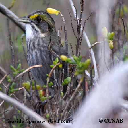 Seaside Sparrow (Gulf coast) Range Map (Ammospiza maritima sennetti ...