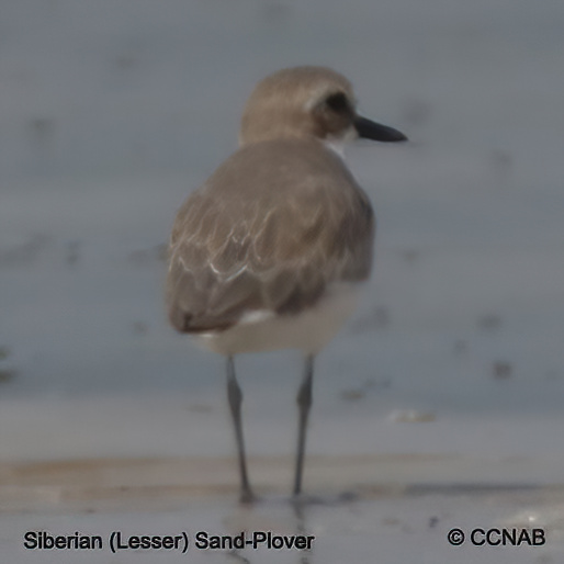 Birds of North America