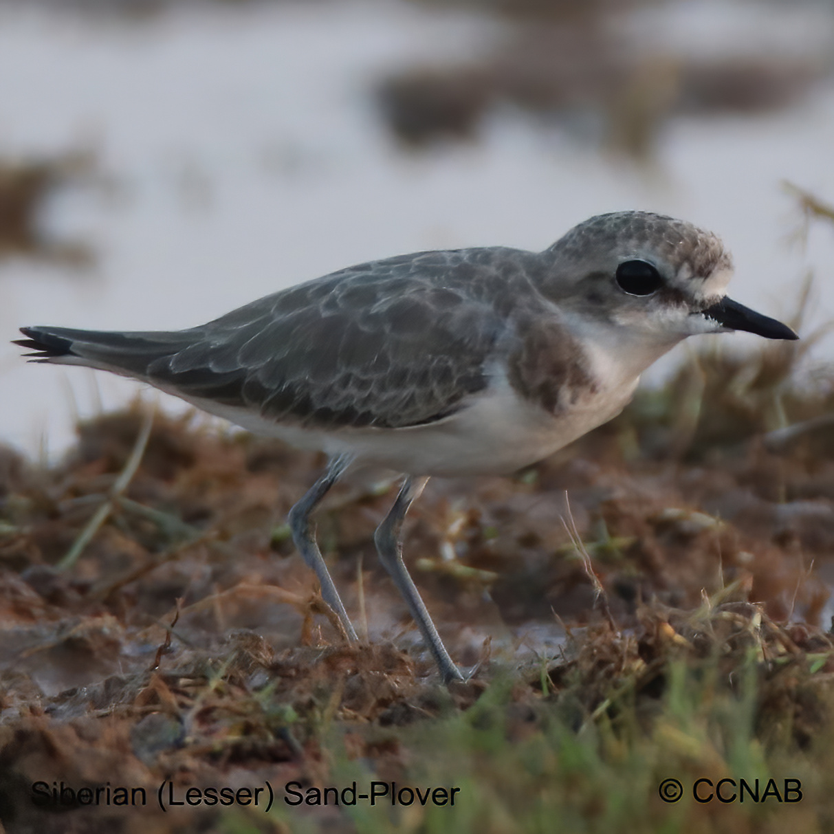 Birds of North America