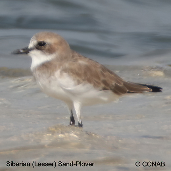 Birds of North America