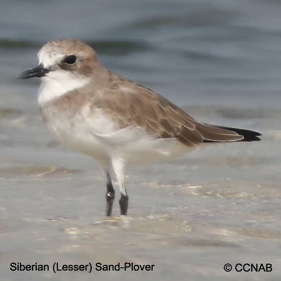 Birds of North America