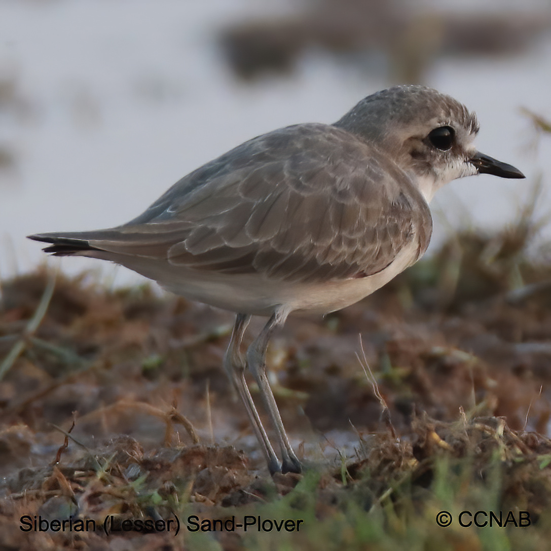 Birds of North America