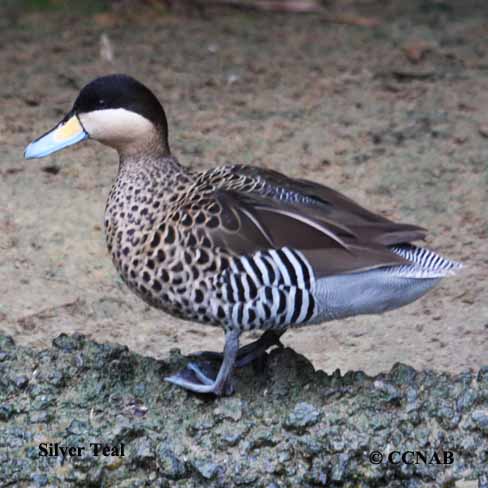 Silver Teal - North American Birds - Birds of North America