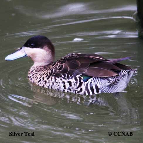 Silver Teal