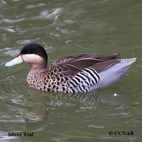 Silver Teal - North American Birds - Birds of North America