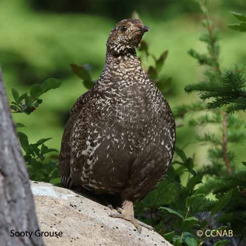 Birds of North America