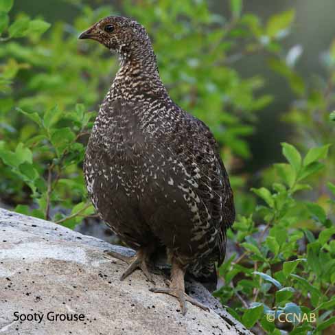 Birds of North America