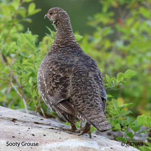 Birds of North America