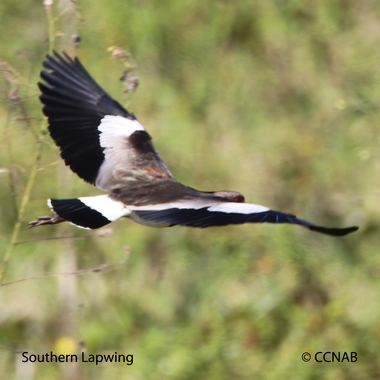 Birds of North America