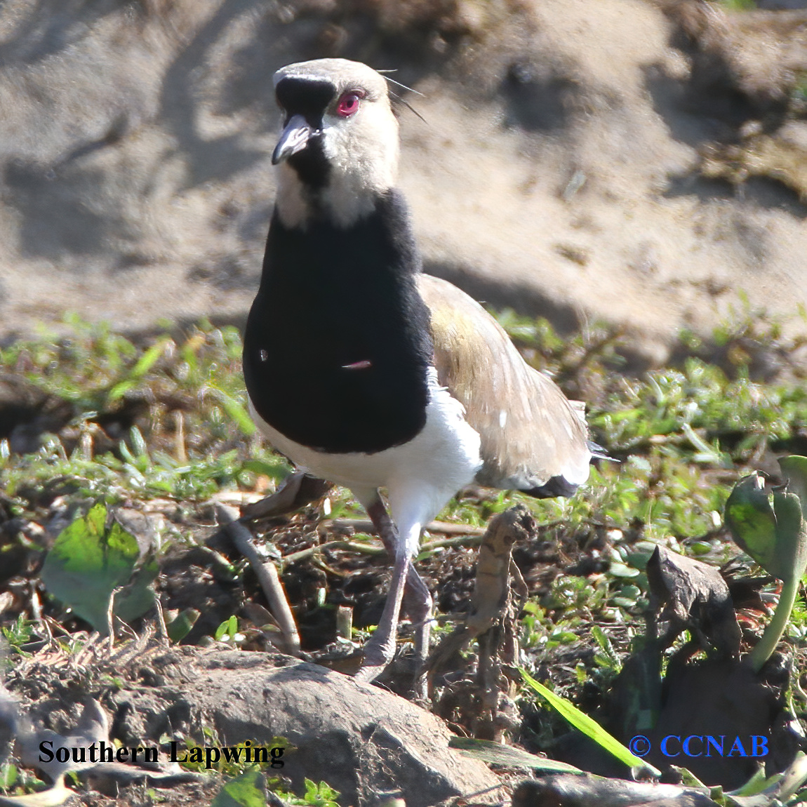 Birds of North America