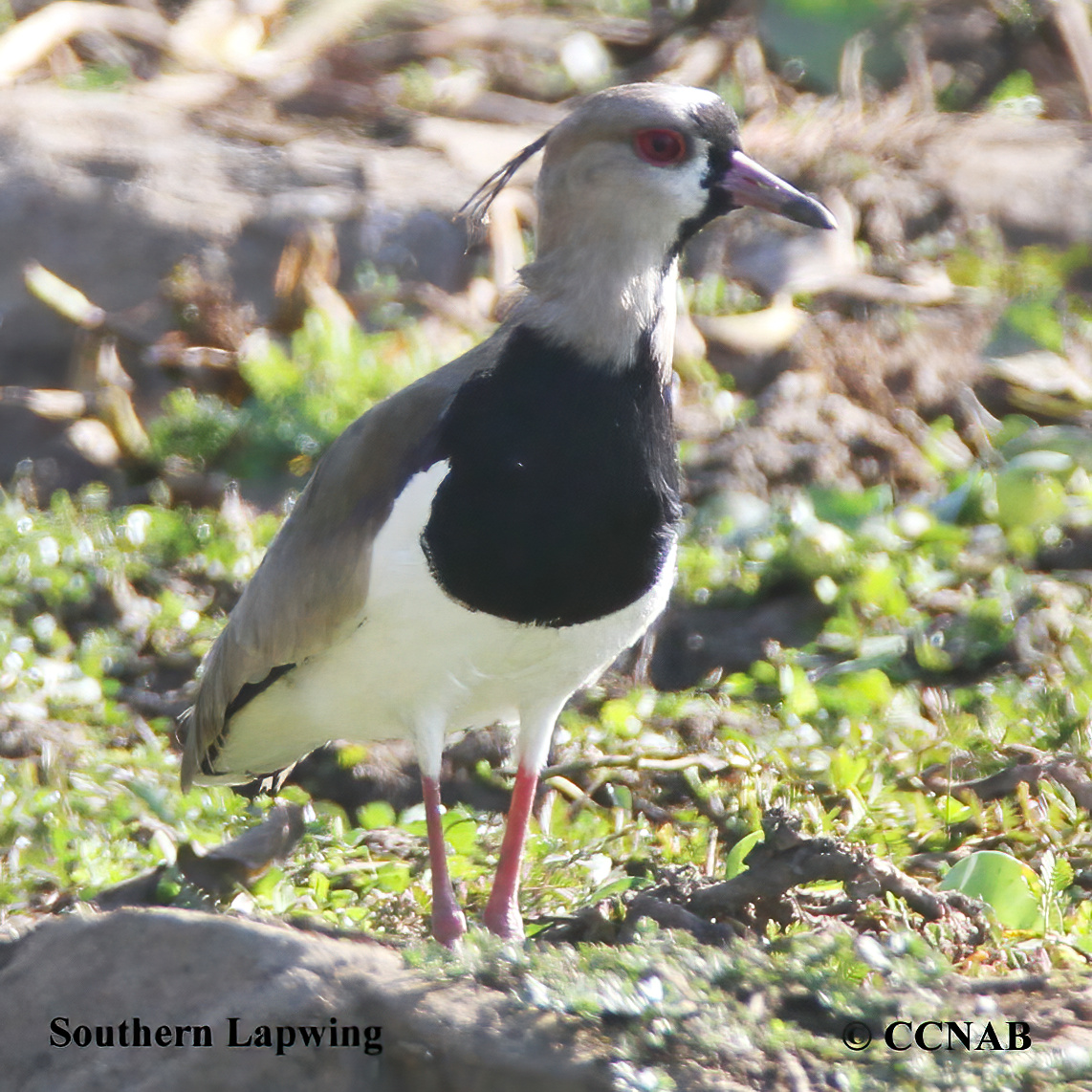 Southern Lapwing range map