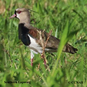 Southern Lapwing