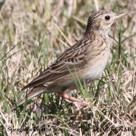 Sprague's Pipit - North American Birds - Birds of North America