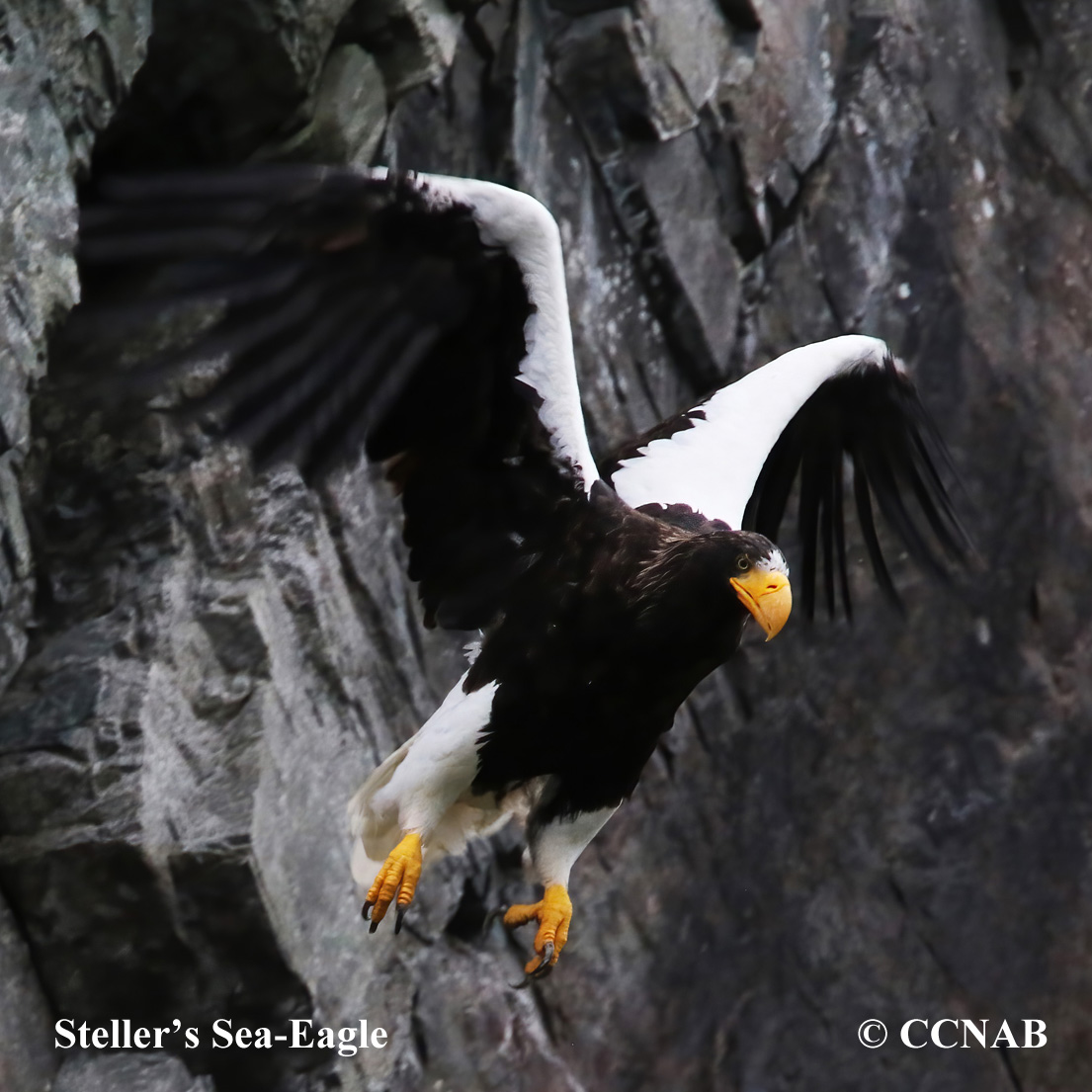 Birds of North America