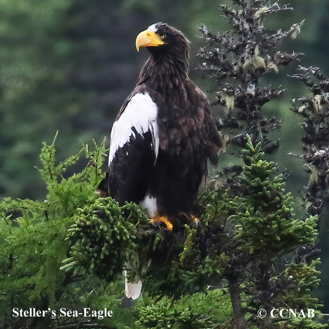 Birds of North America